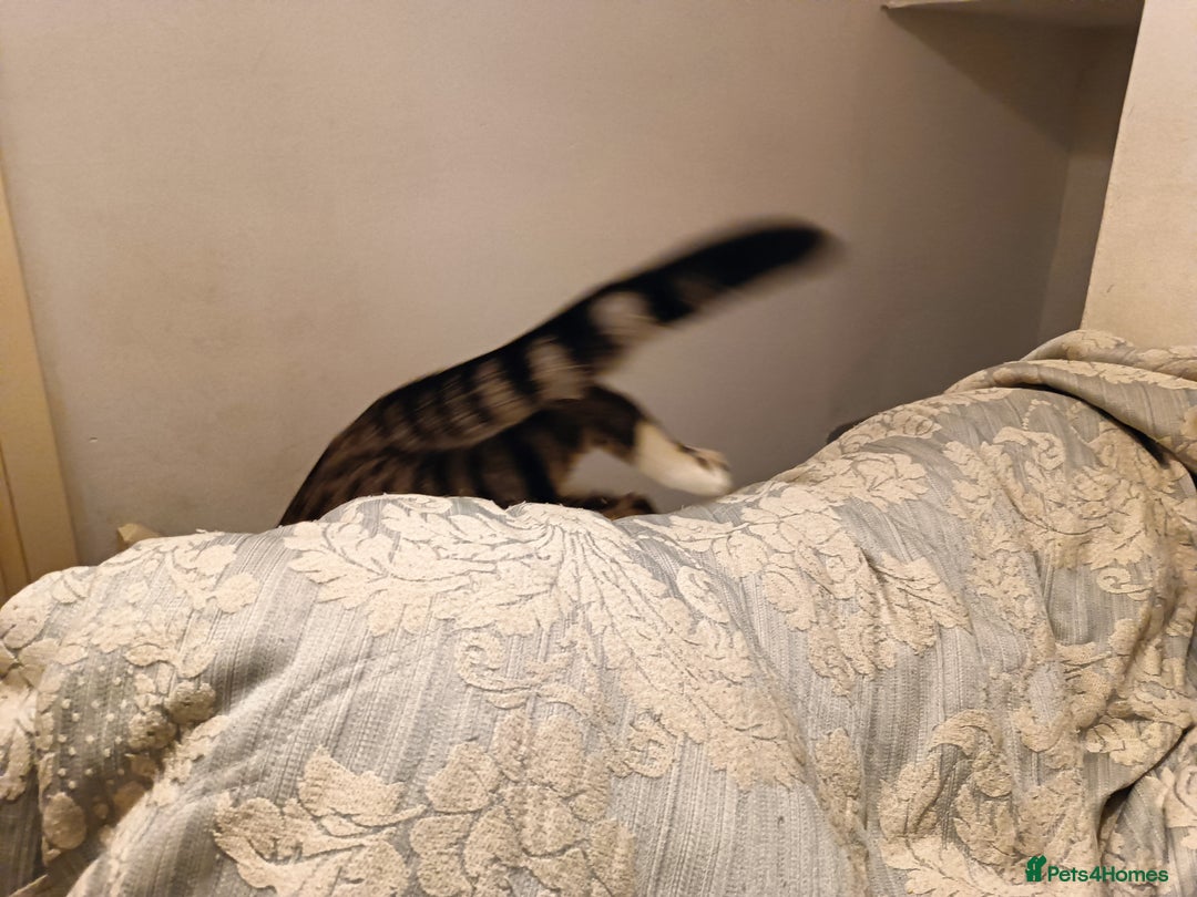 Bengal cats for sale: Bengal X Kittens High % Wild Asian Leopard Cat.  - Image 13
