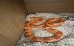 Corn Snake reptiles for sale: Male and female corn snakes - Image 4