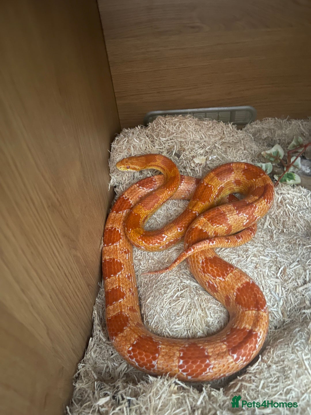 Corn Snake reptiles for sale: Male and female corn snakes - Image 4
