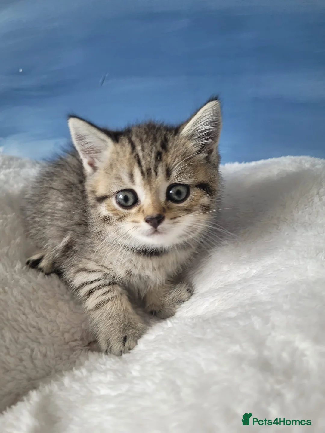 British Shorthair cats for sale: Chunky registered boys - Advert 2