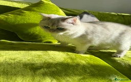 British Longhair cats for sale: British Longhair and Shorthair kittens for sale - Image 15