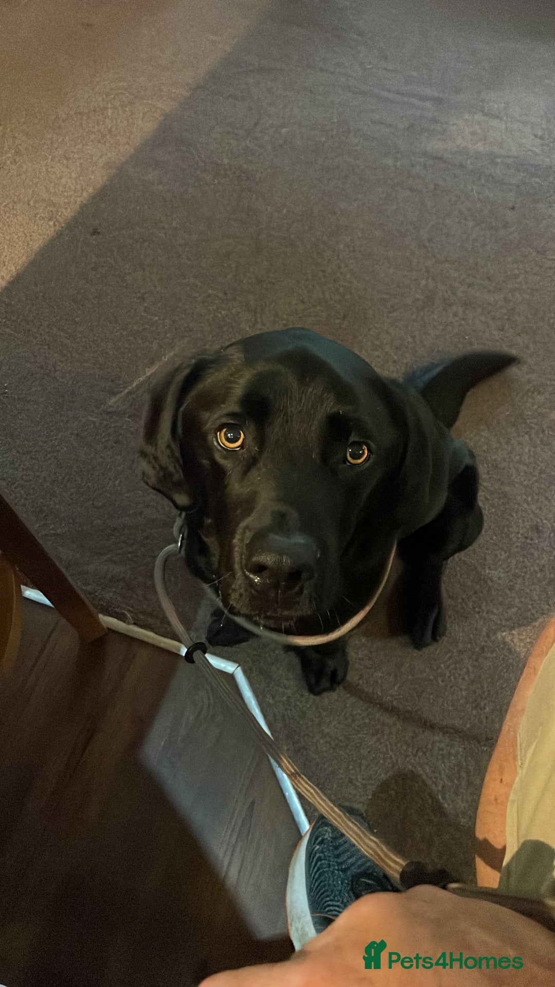 Labrador Retriever dogs for sale: Black Lab - Image 3