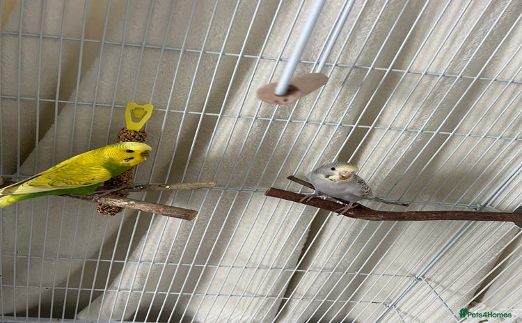 Budgerigars birds - Advert 1