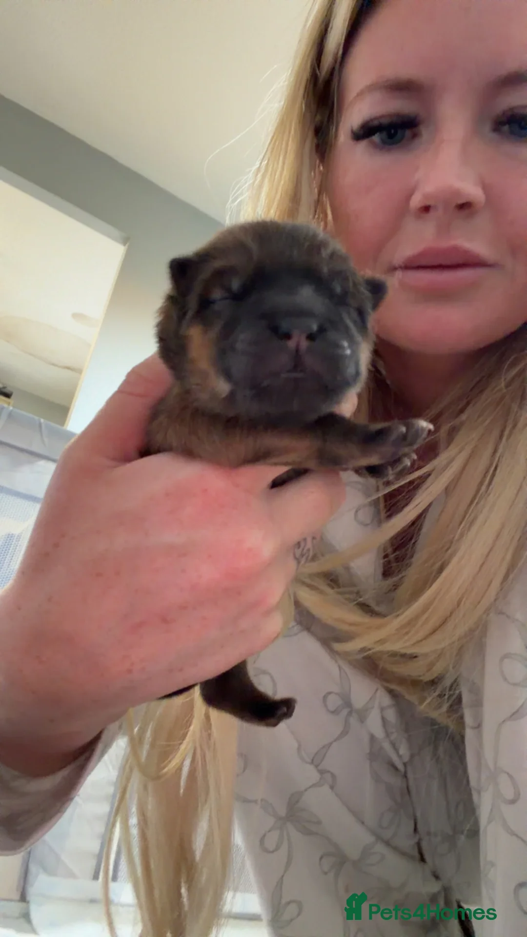 Chow Chow dogs for sale: Beuatuful chow chow puppies for sale  - Advert 2