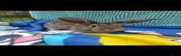 Mini Lion Lop rabbits for sale: Beautiful mini lion lop baby bunny rabbits  - Advert 6