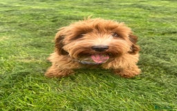 Cockapoo dogs for sale: Bonnie - Image 5