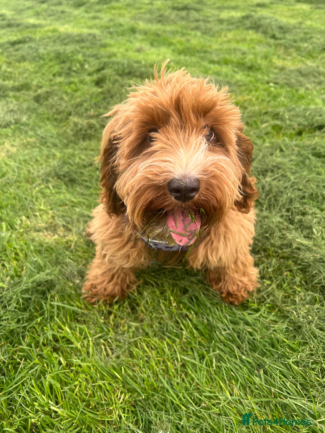 Cockapoo dogs for sale: Bonnie - Image 5