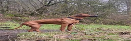 Rhodesian Ridgeback dogs for stud: Proven KC Reg Fully Health Tested RR for Stud in Bolton - Advert 2