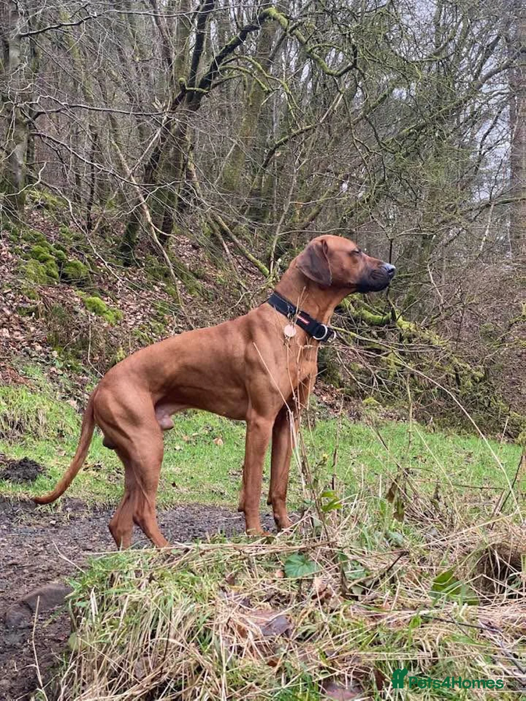 Rhodesian Ridgeback dogs for stud: Proven KC Reg Fully Health Tested RR for Stud in Bolton - Advert 2