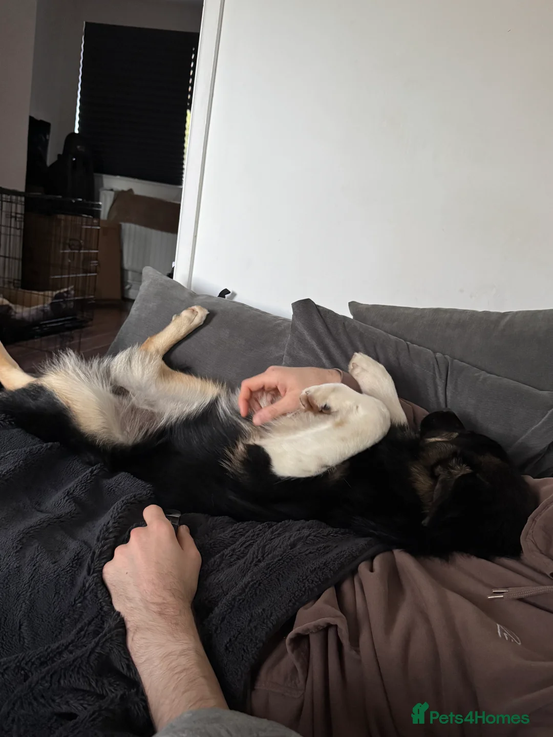 Mixed Breed dogs for sale: Beautiful Barney! - Advert 16