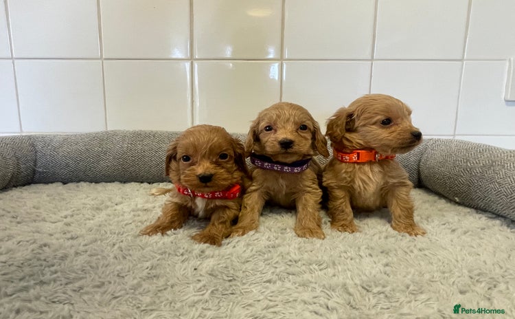 Cockapoo dogs - Advert 2