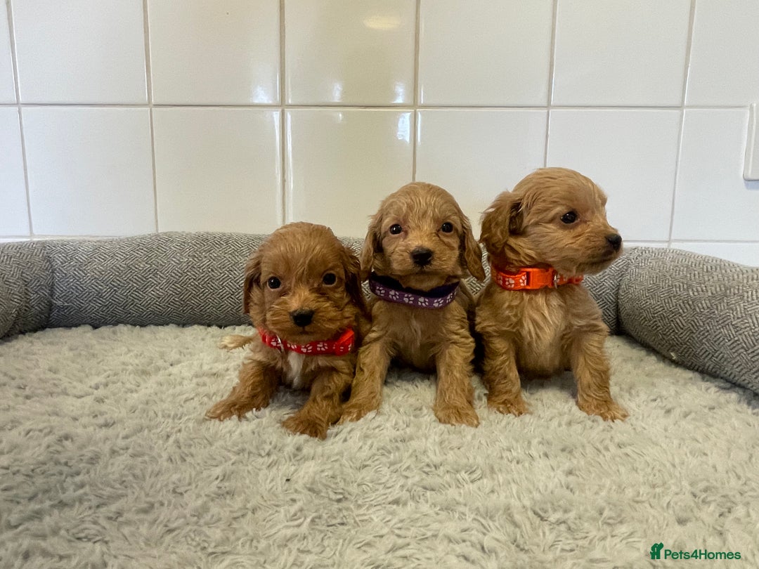 Cockapoo dogs for sale:  ❤️f1 cockapoos now having viewing 5 wks old  - Image 1