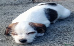 Mixed Breed dogs for sale: Jack Russel Pups in Machynlleth - Image 29