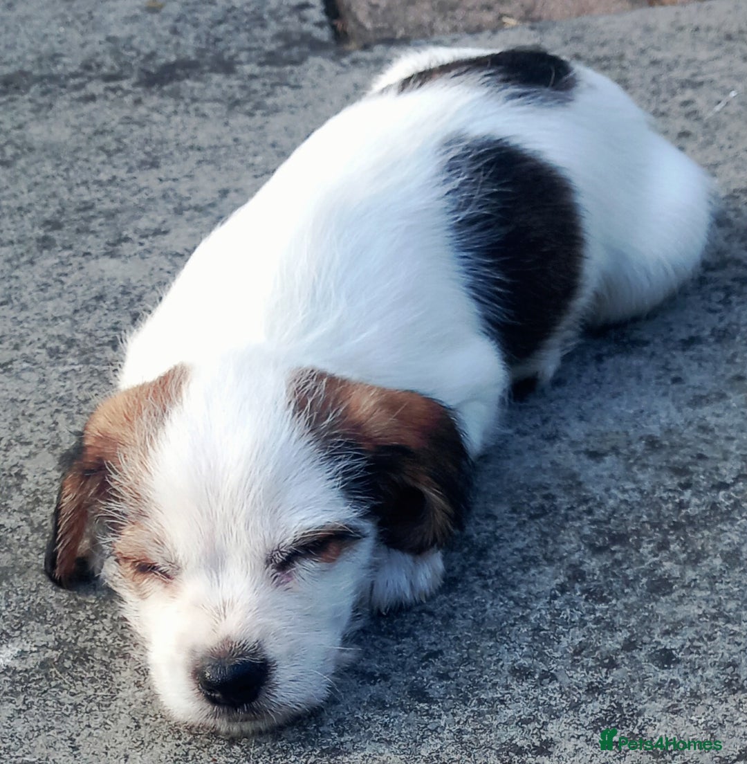 Mixed Breed dogs for sale: Jack Russel Pups in Machynlleth - Image 29