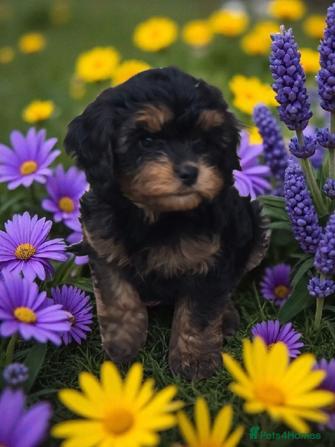Cavapoo dogs for sale: Top quality cavapoo - Image 6