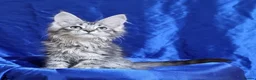 Maine Coon cats for sale: GCCF registered pedigree Maine Coon Kittens  - Advert 30