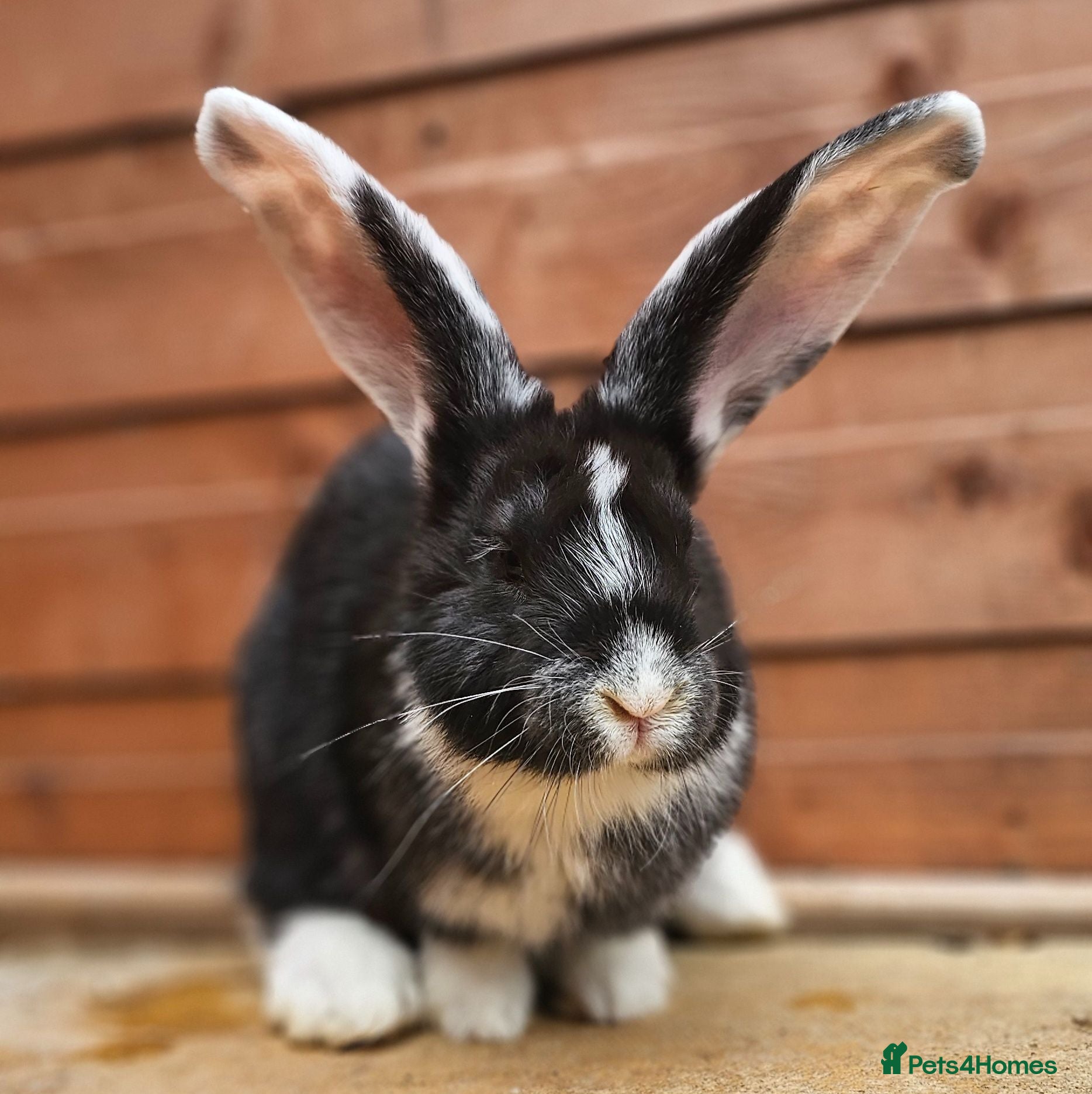 Continental Giant rabbits Purebred Continental Giants  - Advert 2