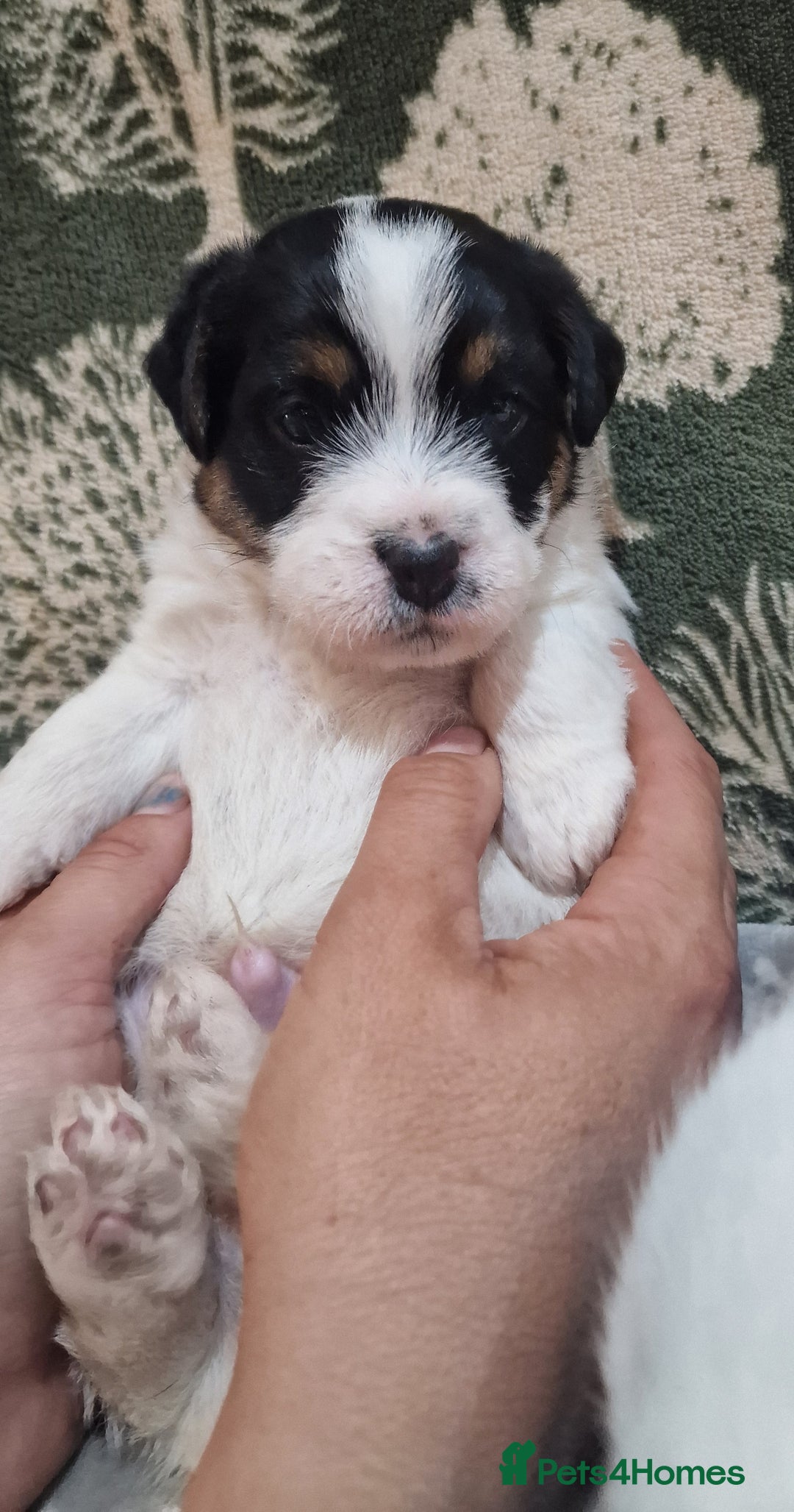 Jack Russell dogs for sale: KC Reg Jack Russell Pups,Parents DNA health tested - Image 23