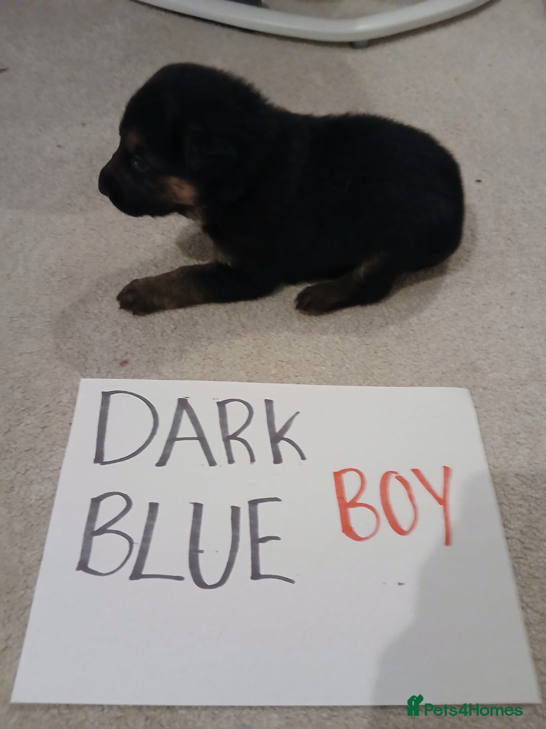 German Shepherd dogs for sale: Amazing german shepherd pups - Advert 9