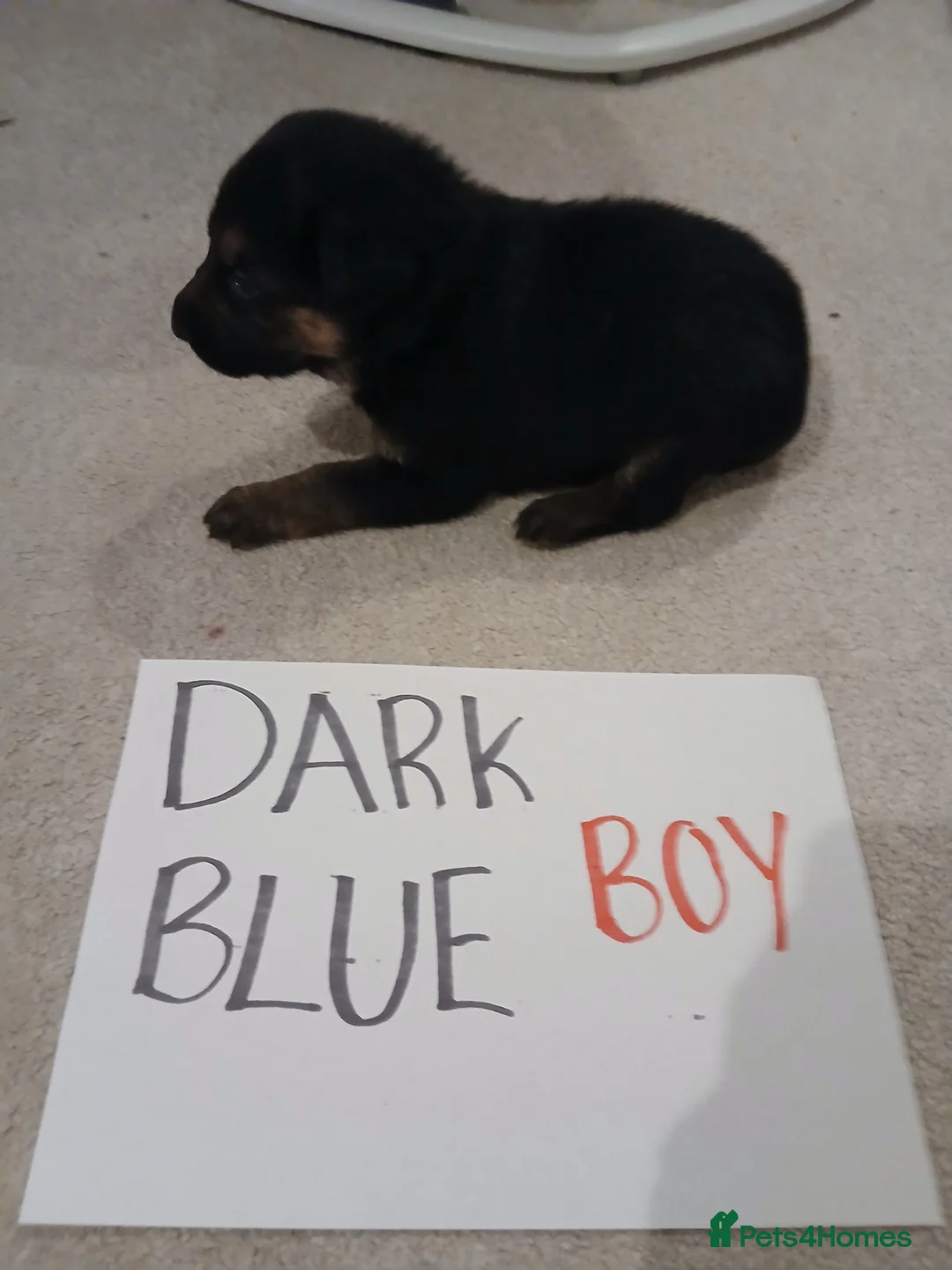 German Shepherd dogs for sale: Amazing german shepherd pups - Advert 9