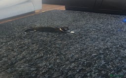 Mixed Breed cats for sale: 2 male 2 female kittens - Image 5