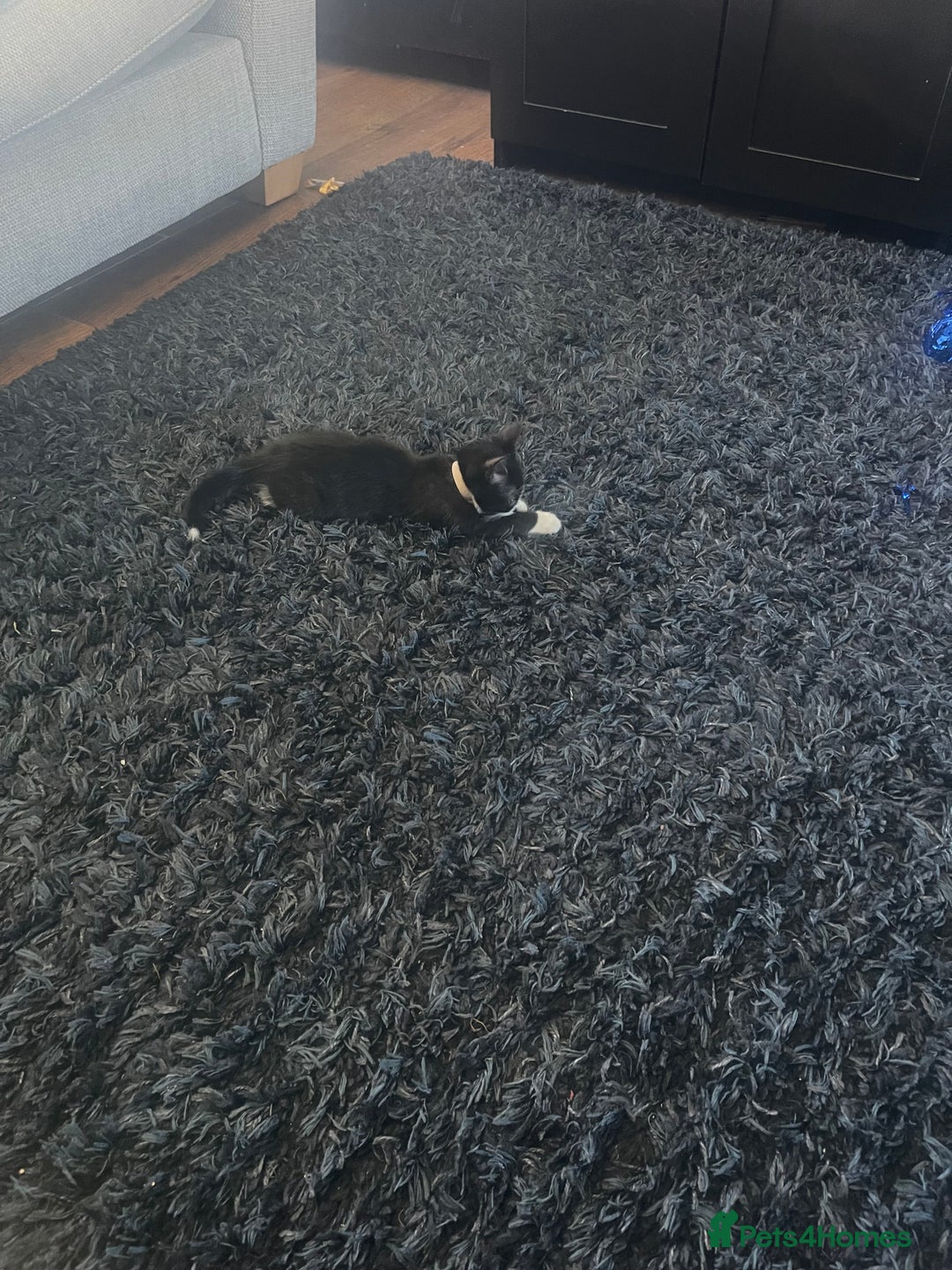 Mixed Breed cats for sale: 2 male 2 female kittens - Image 5
