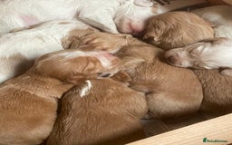 Cocker Spaniel dogs for sale: Working cocker spaniels -legally docked. - Image 4