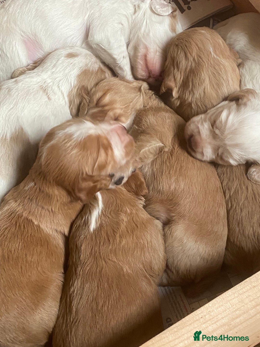 Cocker Spaniel dogs for sale: Working cocker spaniels -legally docked. - Image 4