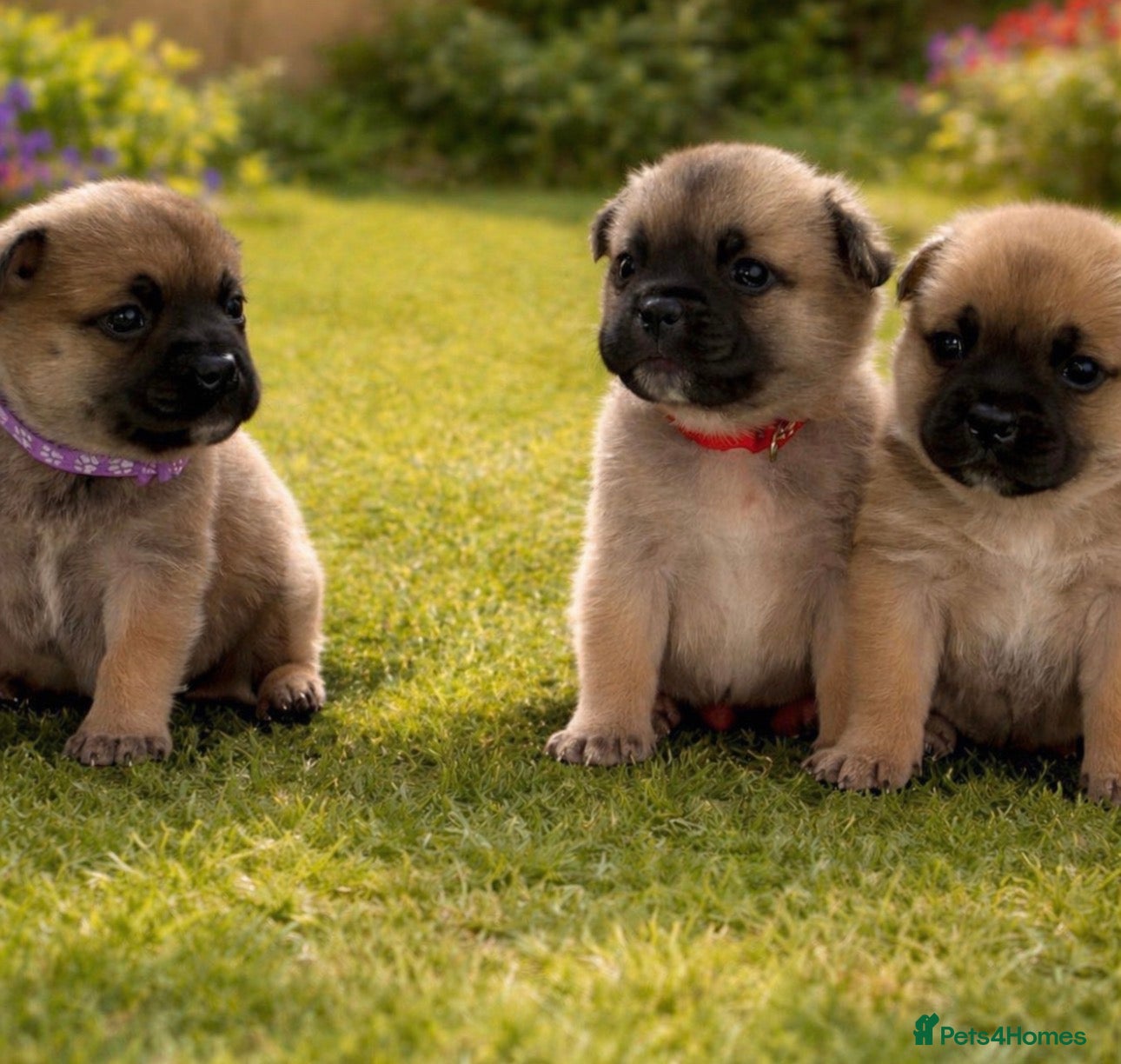 Mixed Breed dogs Frenchie X Pomsky Pups For Sales  - Advert 11