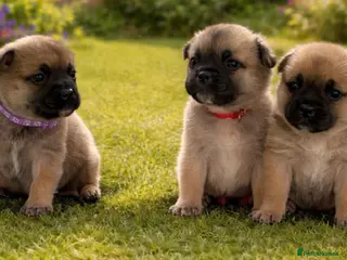 Mixed Breed dogs Frenchie X Pomsky Pups For Sales - Advert 11