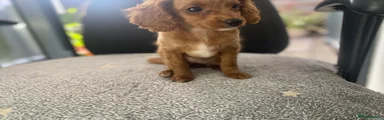 Toy Poodle mix Puppy 2