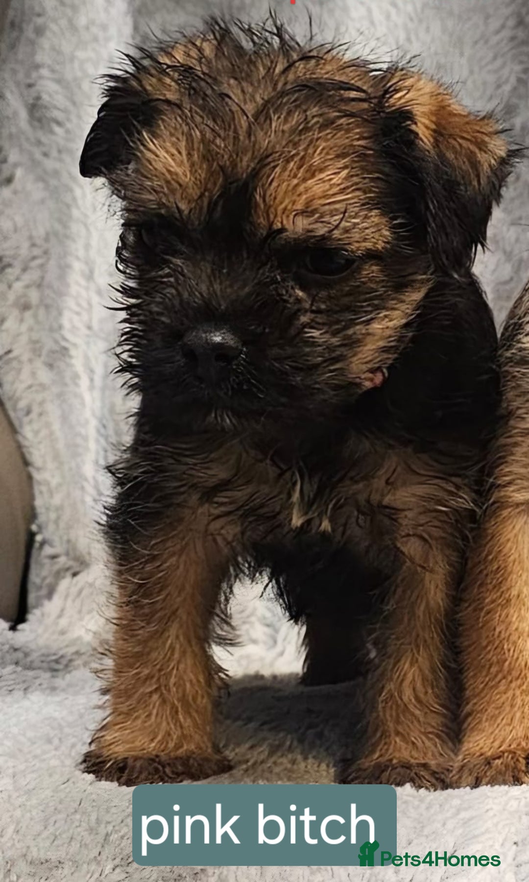 Border Terrier dogs for sale: Kc border terrier  - Advert 7