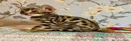 Bengal cats for sale: *READY NOW* Bengal Kittens - Advert 7