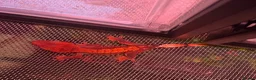 Gecko reptiles for sale: Mixed crested gecko babies  - Advert 6