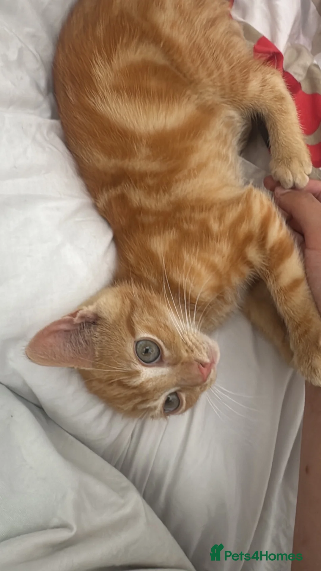 British Shorthair cats for sale: Toulouse Ginger male for adoption 22 weeks old - Advert 2