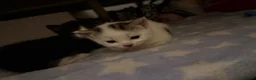 Mixed Breed cats for sale: LAST white FEMALE LEFT - Advert 7
