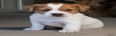 Millie  -  Jack Russell Puppy 
