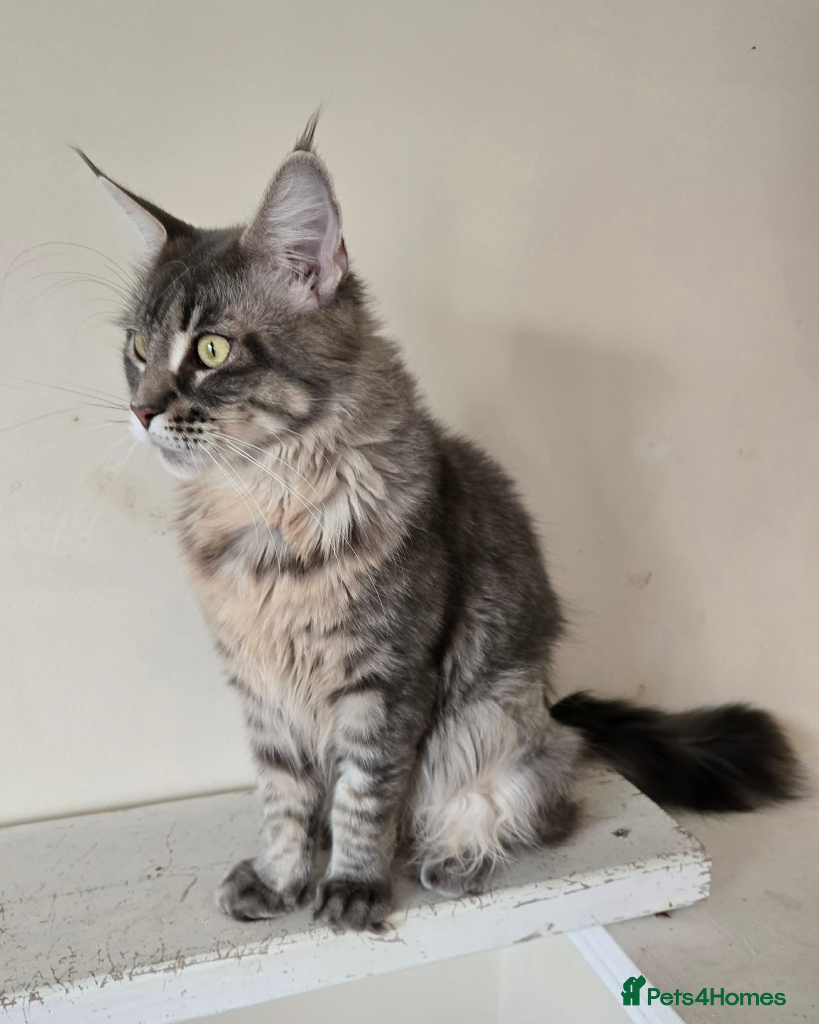 Maine Coon cats Pinky is looking for forever home. - Advert 2