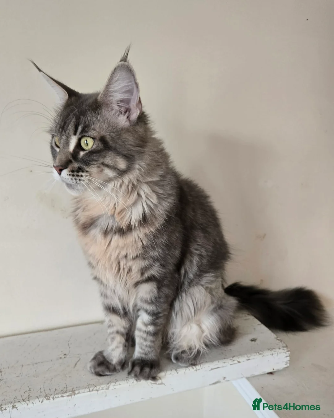 Maine Coon cats for sale: Pinky is looking for forever home. - Advert 2