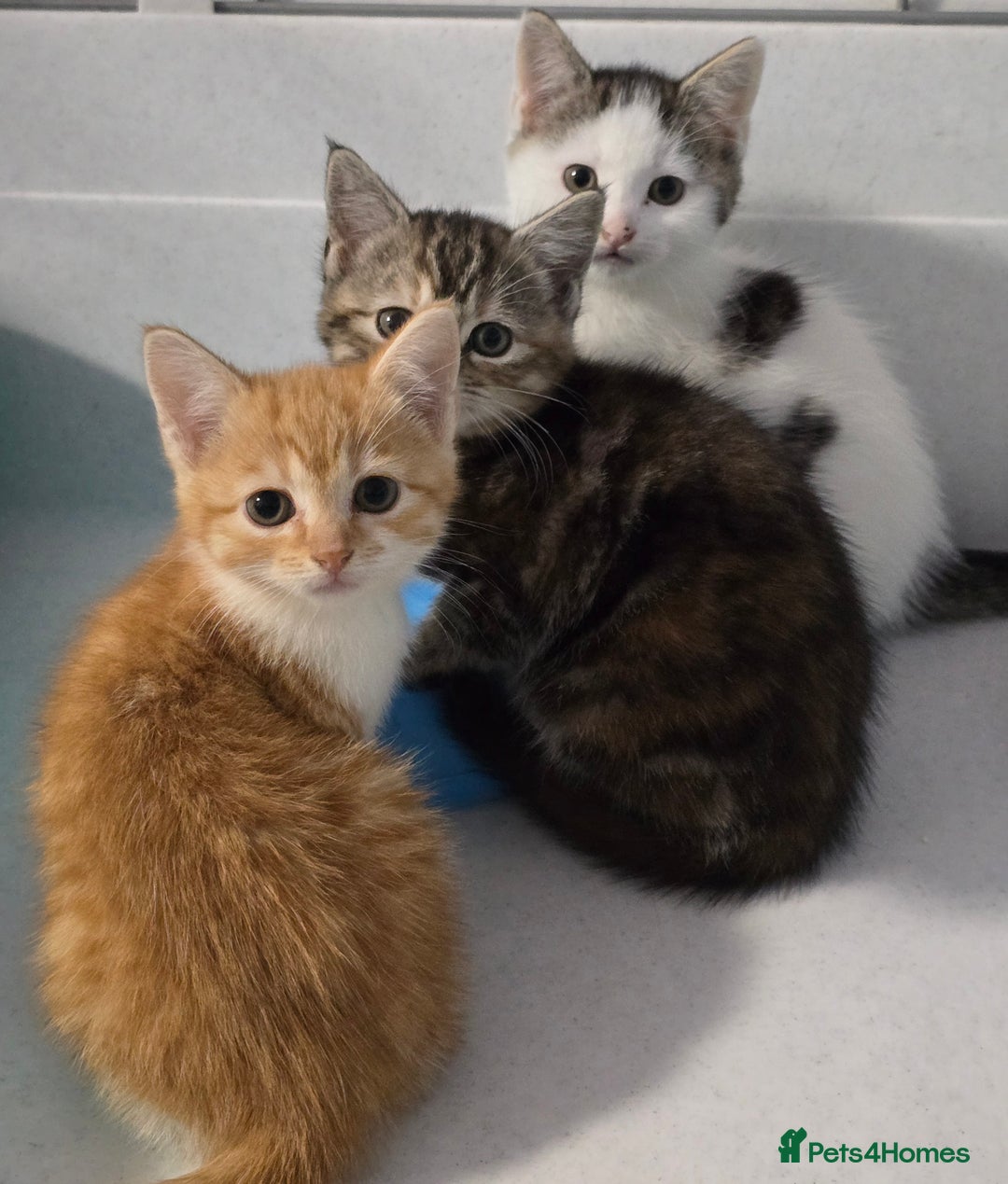 Mixed Breed cats for sale: Gorgeous Kittens ready now!!! - Advert 10