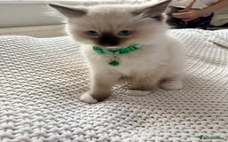 Ragdoll cats for sale: Ragdolls kittens 2 girls & 3 boys  - Image 6