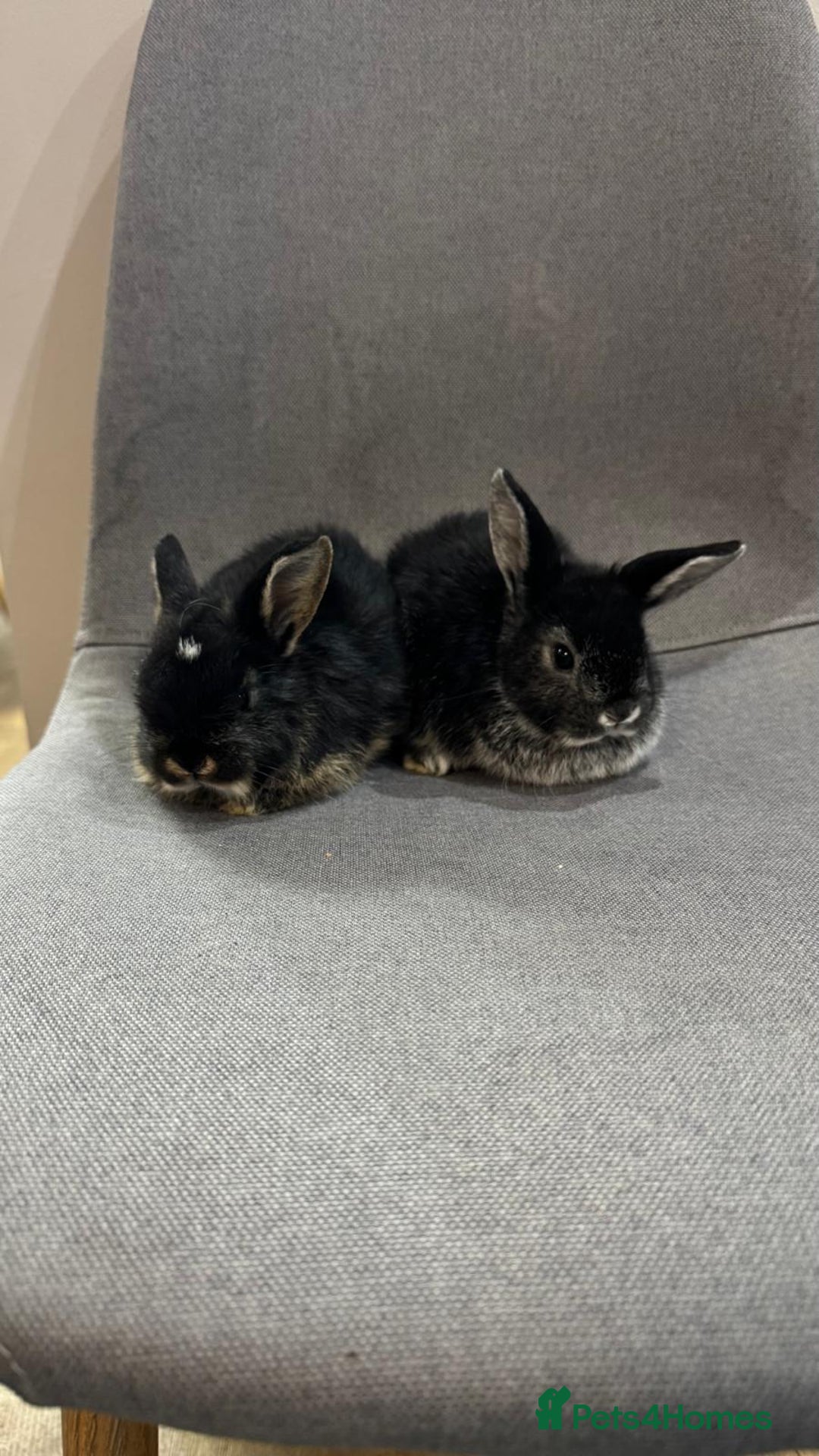 Mini Lop rabbits for sale: Adorable mini lop baby rabbits - Image 3