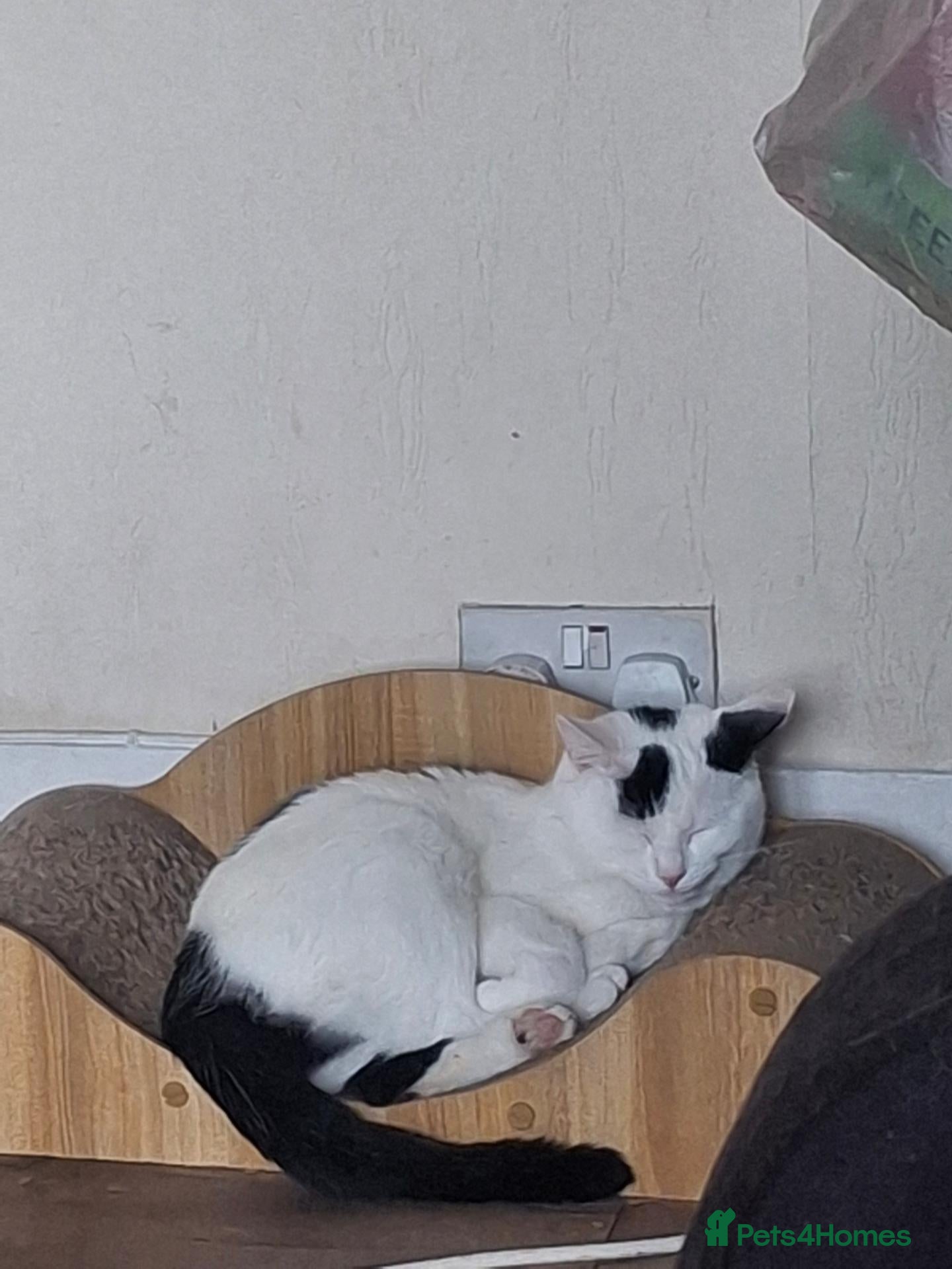 Mixed Breed cats 🐾 Tina & Nina — Pair of Beautiful Ragdoll-Cross  - Advert 2