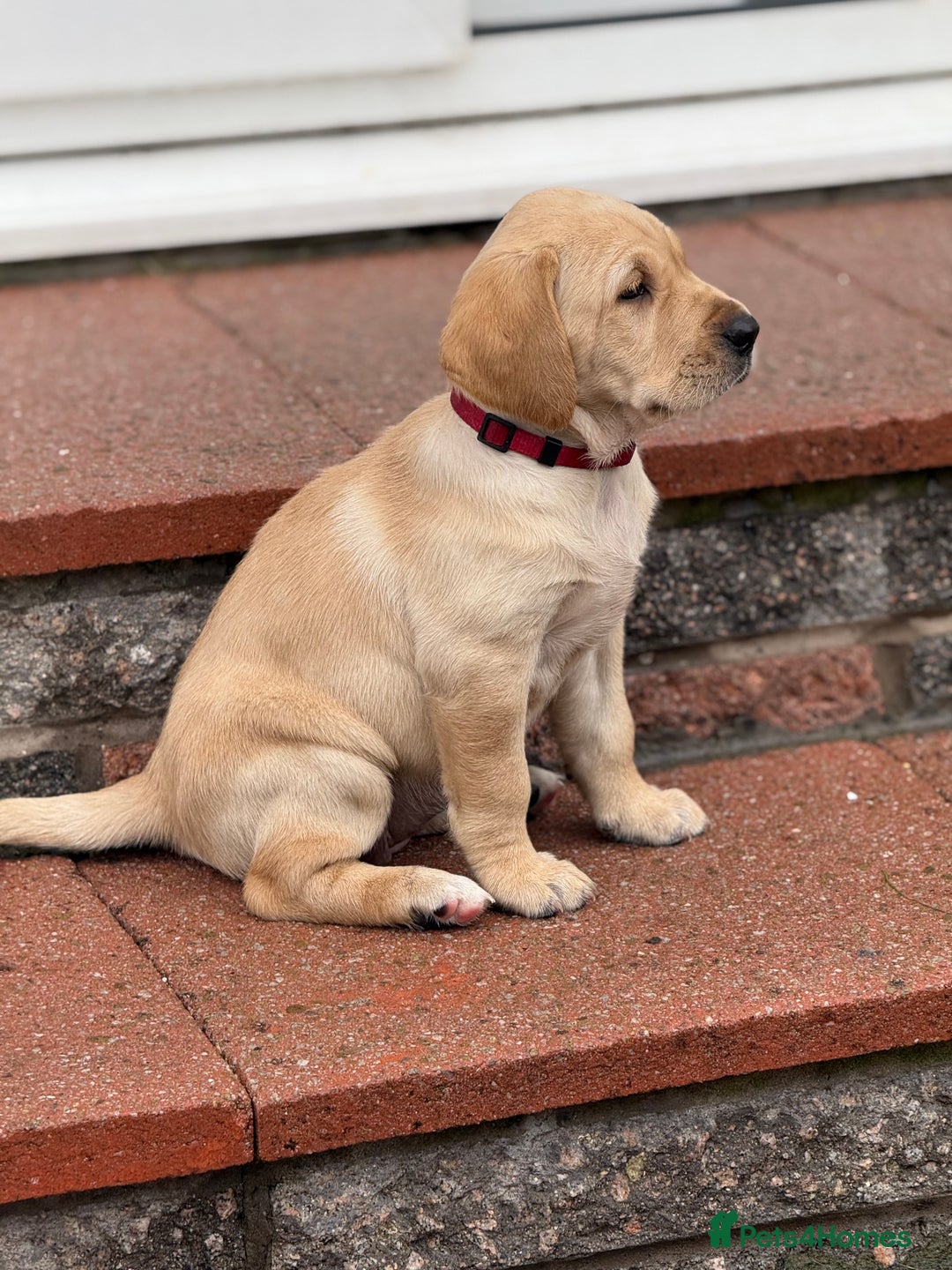 Labrador Retriever dogs for sale: KC registered fox red lab pups - Advert 5