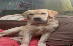 Golden Retriever dogs for sale: Gorgeous Goldie - Image 3