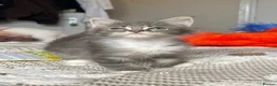 Maine Coon cats for sale: Beautiful polydactyl Maine coon kittens  - Advert 24