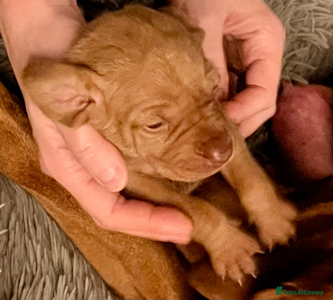 Hungarian Vizsla dogs for sale: Chunky curious pupies for March!! 🐶🐶 - Advert 5