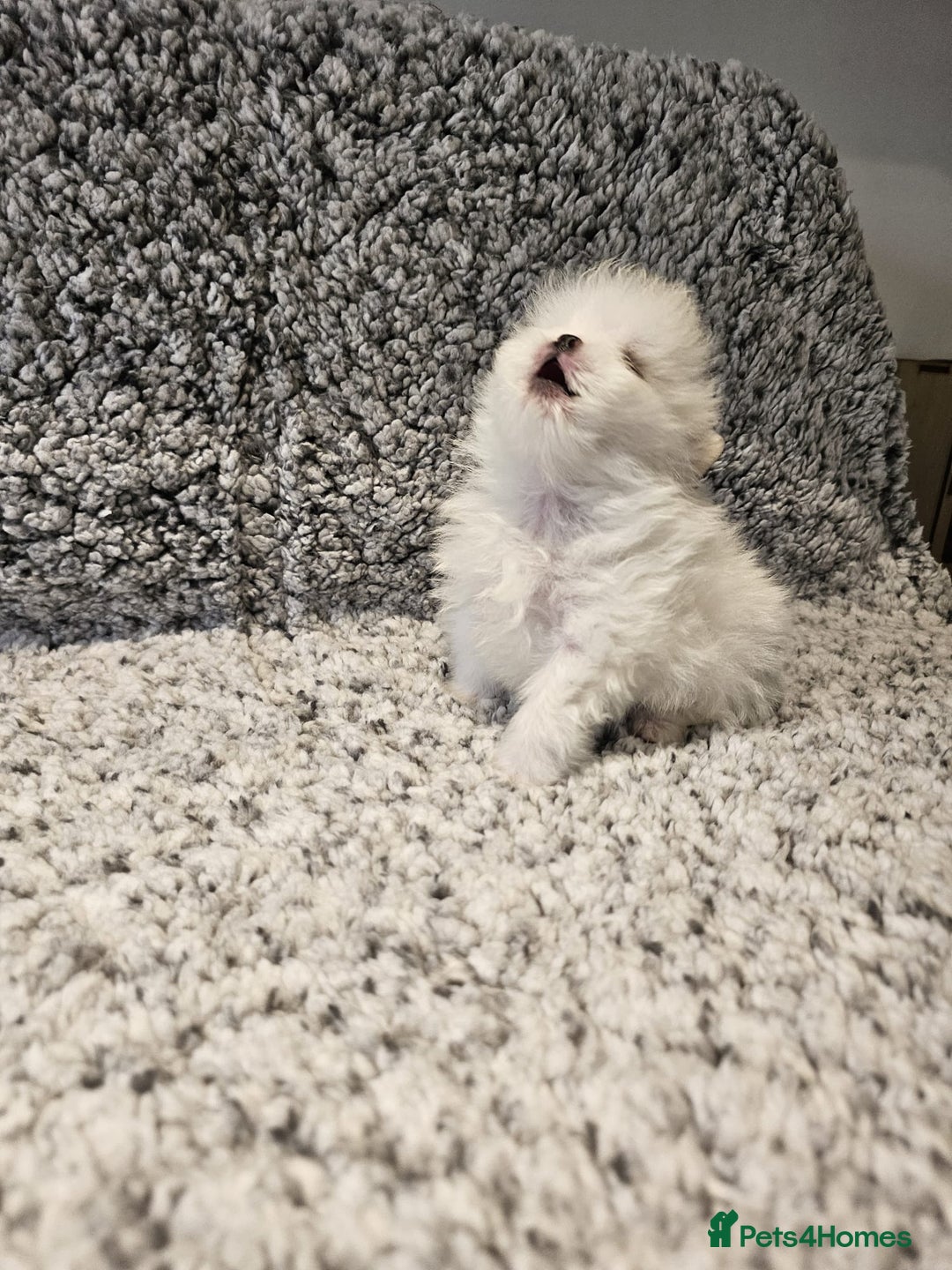 Pomeranian dogs for sale: Adorable mini Pomeranian ❤ - Advert 22