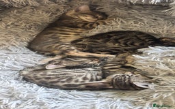 Bengal cats for sale: Silver Bengal kitten for sale  - Advert 14