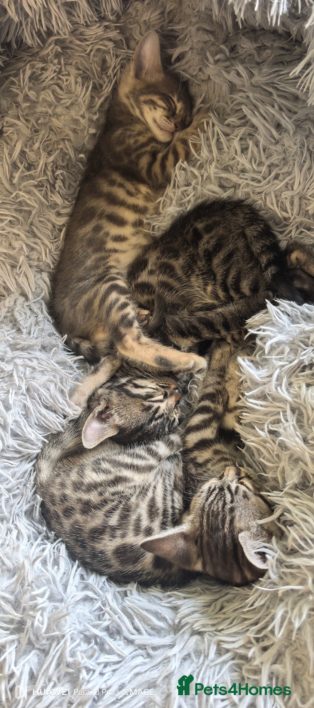 Bengal cats for sale: Silver Bengal kitten for sale  - Advert 14
